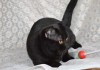 Фото В добрые руки котик черный шотландский прямоухий.