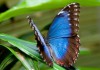 Фото Высоко рентабельный бизнес ферма Живых Тропических Бабочки изКоста Рикки