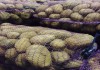Фото Оптовая и розничная реализация продовольственного картофеля