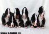 Ведущий питомник России Зенненхунд России предлагает щенков с отличной родословной