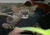Фото Леопард купить можно у нас, продам персидского леопарда