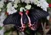 Фото Тропические Живые Бабочки изЮАР