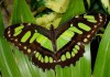 Фото Яркие Живые Бабочки изКоста Рикки