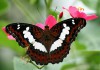 Фото Восхитительные Живые Бабочки изЮжной Америки