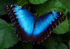 Фото Тропические Живые Бабочки изЧили