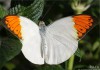 Экзотические Живые Бабочки изПакистана