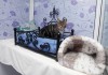 Фото Отели для кошек и котов в ближайшем Подмосковье