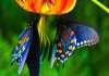 Тропические Живые Бабочки изПакистана