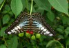 Яркие Живые Бабочки изКоста Рикки