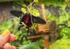 Фото Восхитительные Живые Бабочки изЮжной Америки