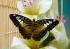 Фото Восхитительные Живые Бабочки изАфрики