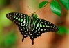 Фото Восхитительные Живые Бабочки изТайланда