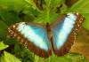 Фото Восхитительные Живые Бабочки изЧили