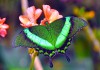 Фото Тропические Живые Бабочки изИндонезии