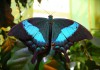 Фото Экзотические Живые Бабочки изАфрики
