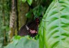 Фото Тропические Живые Бабочки изФилиппин