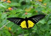 Фото Яркие Живые Бабочки изАмазонки