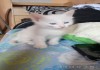 Фото Котёнок от ангорской кошки
