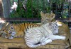 Фото Лев, львенок, тигр, леопард купить можно у нас