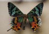Тропические Живые Бабочки изАфрики