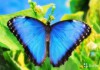 Фото Яркие Живые Бабочки изИндонезии
