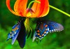 Фото Тропические Живые Бабочки изПакистана