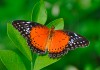 Фото Восхитительные Живые Бабочки изКоста Рикки