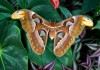 Фото Экзотические Живые Бабочки изТайланда