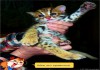Азиатские леопардовые коты..котята..алк 8_987_956_06_80