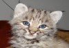 Фото Продам котят Канадской и Европейской рыси.В хорошие руки