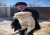 Продажа щенков алабая от чемпионов России