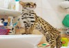 Фото Продам котят АЛК( азиатской леопардовой кошки) —-8_