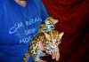 Фото Продам котят АЛК( азиатской леопардовой кошки) —-8_