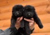 Фото Черные щенки немецкой овчарки