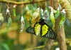 Высоко рентабельный бизнес ферма Живых Восхитительных Бабочек из Амазонки