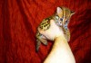 Фото Продам котят АЛК( азиатской леопардовой кошки)