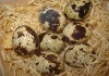 Перепелиные яйца домашние