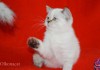 Фото Чистокровные шотландские котята редкого окраса.
