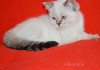 Фото Чистокровные шотландские котята редкого окраса.