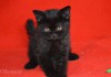 Черные чистокровные шотландские котята.