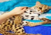 Фото -азиатские леопардовые кошки