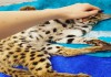 Красивые Азиатские леопардовые котята