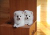 Фото Белоснежные нарядные щенки -девочки шпицы с отличной родословной