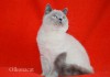 Фото Шотландские котята-подростки блю-поинт окраса.