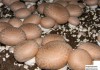 Фото Шампиньон 856 зерновой мицелий