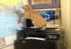 Фото Передержка котов гостиница для животных