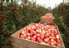 Фото Требуются рабочие на сбор яблок