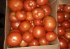 Свежие томаты из Белоруссии со склада в СПб