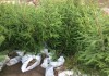 Фото Саженцы сосны и ели рост 1 метр с доставкой