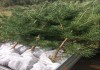 Фото Саженцы сосны и ели рост 1 метр с доставкой